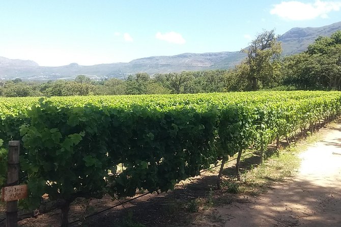 Private Visit to the Wineries Stellenbosch Franschoek From Cape Town Full Day - Guest Reviews