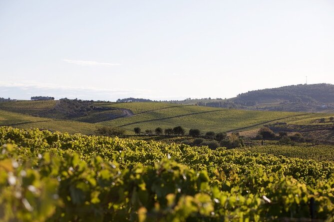 Private Visit With Wine Tasting in Alijó Douro - Menu Highlights