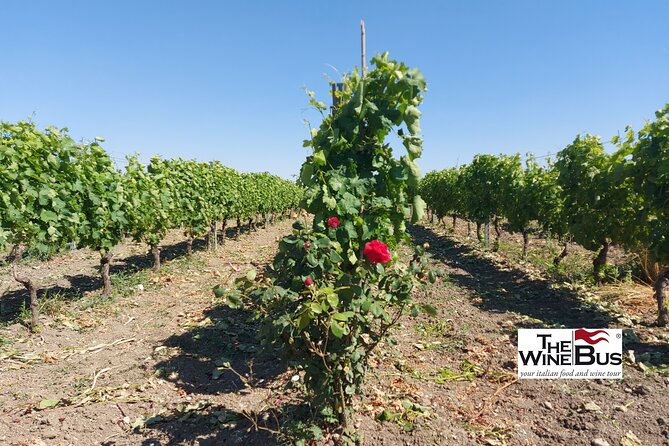 Private Vulture Wine Tour From MATERA With Sommelier - Pricing and Cancellation