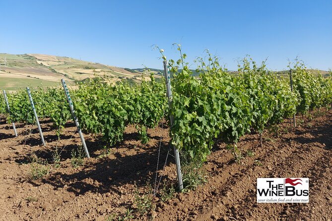 Private Vulture Wine Tour From MATERA With Sommelier - Winemaking Culture and History