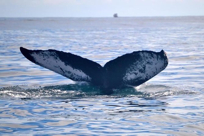 Private Waitukubuli Dolphin & Whale Watching - About Your Stay