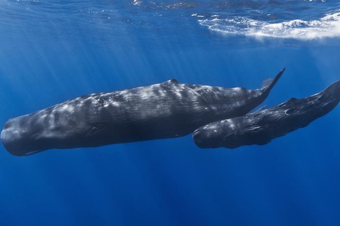 Private Waitukubuli Dolphin & Whale Watching - Meeting and Pickup