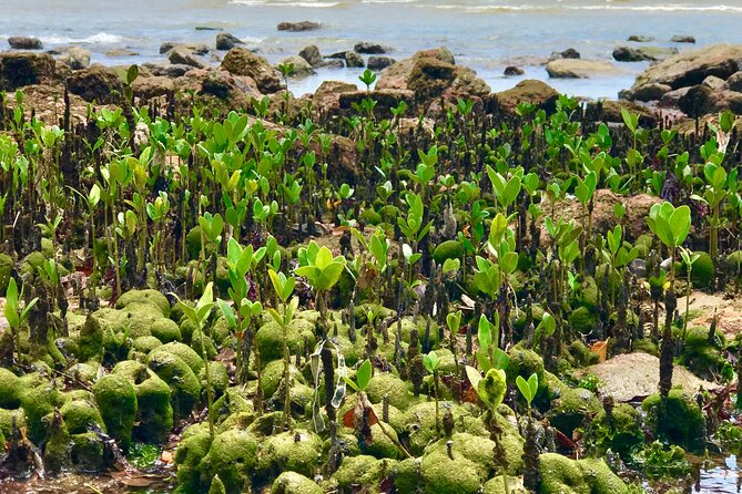Private Walk Through Mangue De Pedras and Ponta Do Pai Vitório - Schedule and Availability