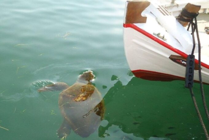 Private Walking Argostoli Expedition & Ouzo Meze - Important Information