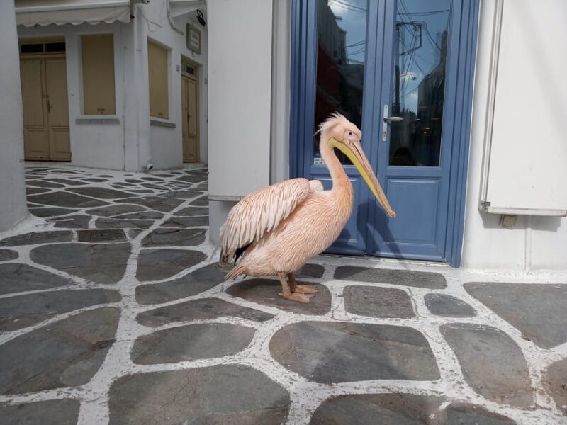 Private Walking Tour in Mykonos Town With a Local Guy - Meeting Point