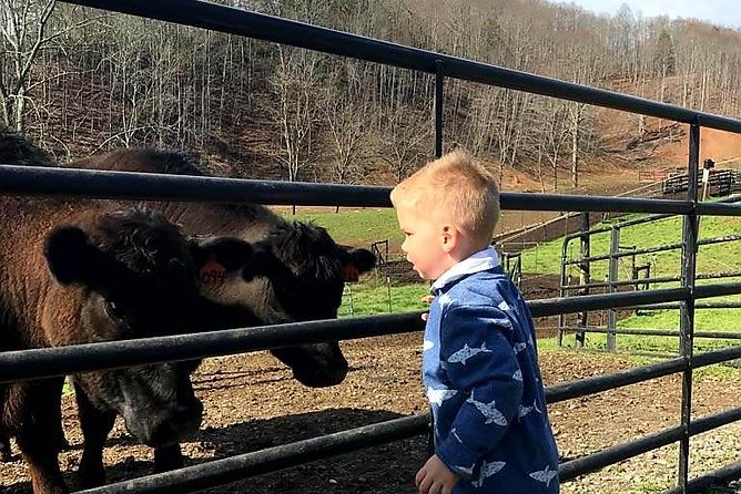 Private Walking Tour of a Real Working Cattle Ranch - Tour Details