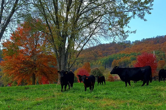 Private Walking Tour of a Real Working Cattle Ranch - Land Stewardship and Cattle Care