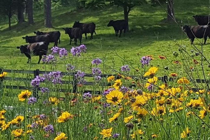 Private Walking Tour of a Real Working Cattle Ranch - Picnic Area and Relaxation