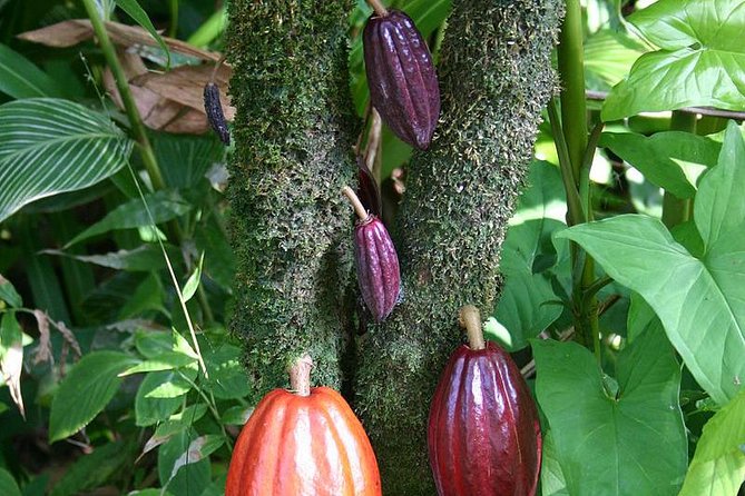 Private Waterfall, Rainforest, Chocolate Tour, A Historical Site - Educational Chocolate Experience
