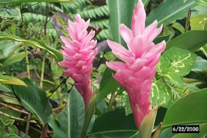 Private Waterfall, Rainforest & Handcrafted Chocolate Tour - Waterfall and Rainforest