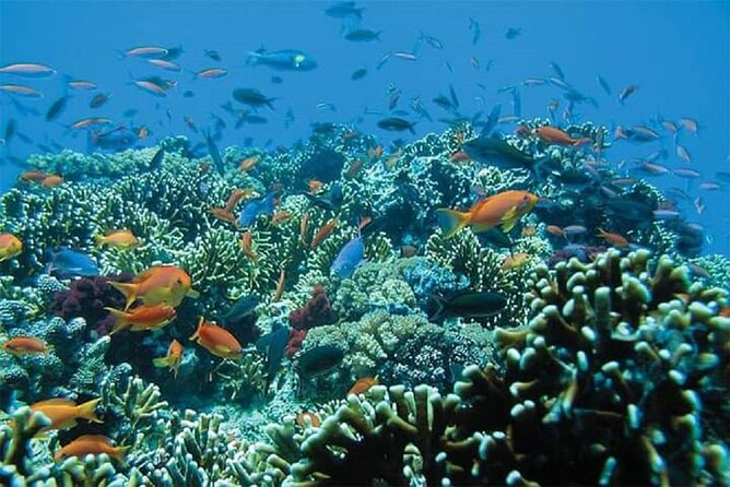 Private Waterfall Tour and Blue Lagoon Snorkeling in Padang Bai - Blue Lagoon Snorkeling