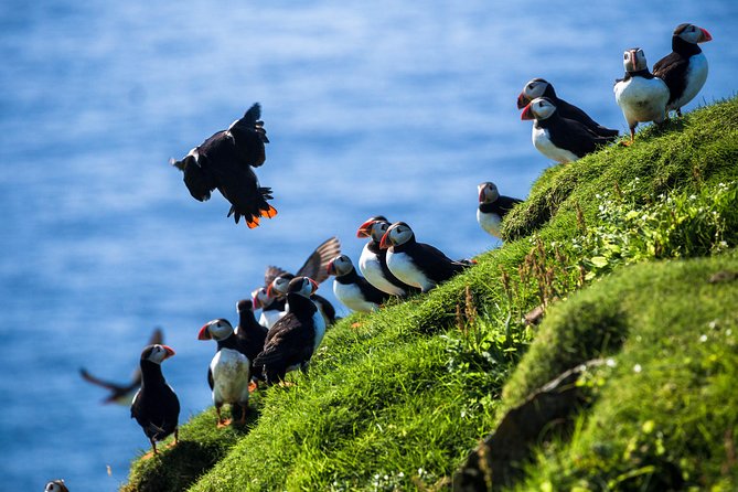 Private Westman Islands Day Tour - Highlights of the Tour