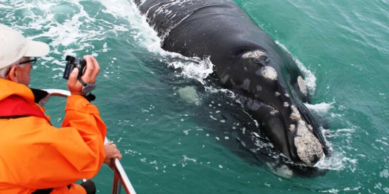 Private Whale Route Full Day Tour - Key Points