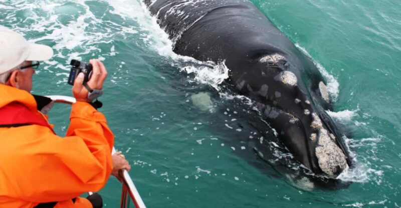 Private Whale Route Full Day Tour - Scenic Route Along the Whale Route