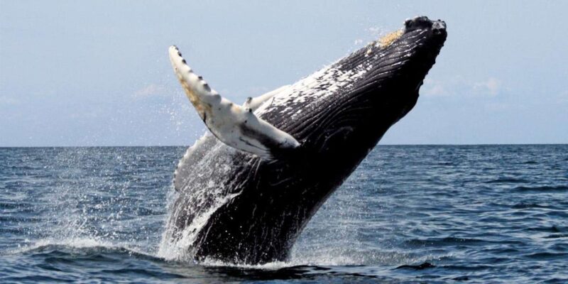 Private Whale Route Full Day Tour - Hermanus, a Top Whale-Watching Destination