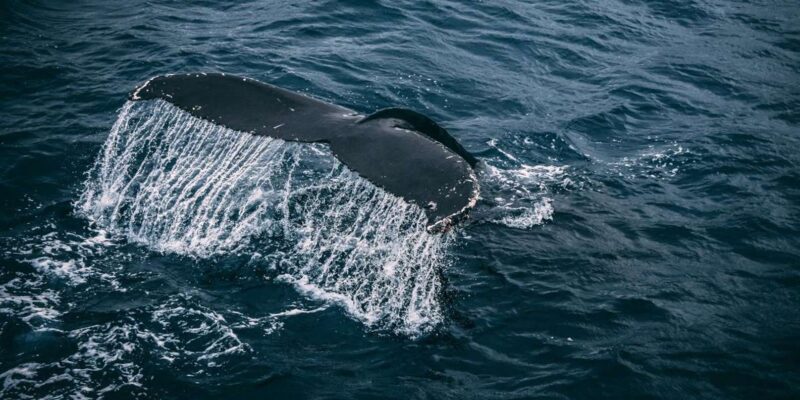 Private Whale Route Full Day Tour - Land-based Whale Watching Opportunities