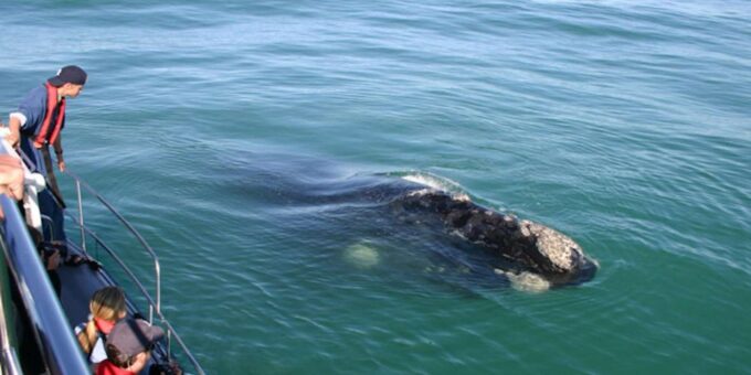 Private Whale Route Full Day Tour - Fernkloof Nature Reserve Exploration