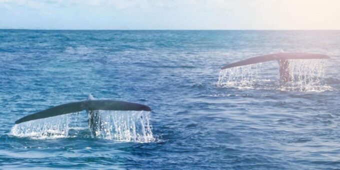 Private Whale Route Full Day Tour - Tour Inclusions