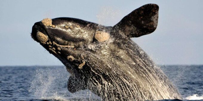 Private Whale Route Full Day Tour - Frequently Asked Questions