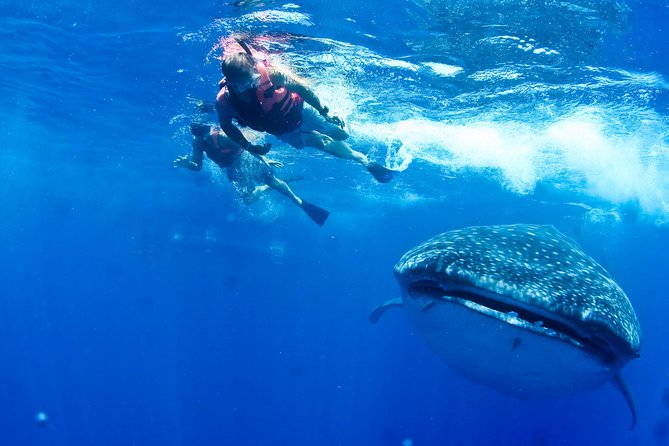 Private Whale Shark All Inclusive Experience - Pickup and Transportation
