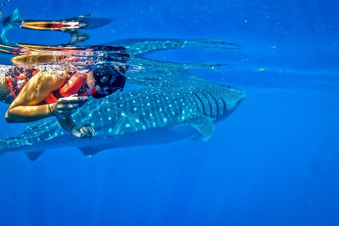 Private Whale Shark All Inclusive Experience - Health and Safety Considerations