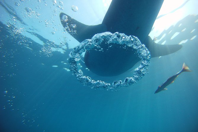 Private Whale Shark All Inclusive Experience - Whale Shark Sightings