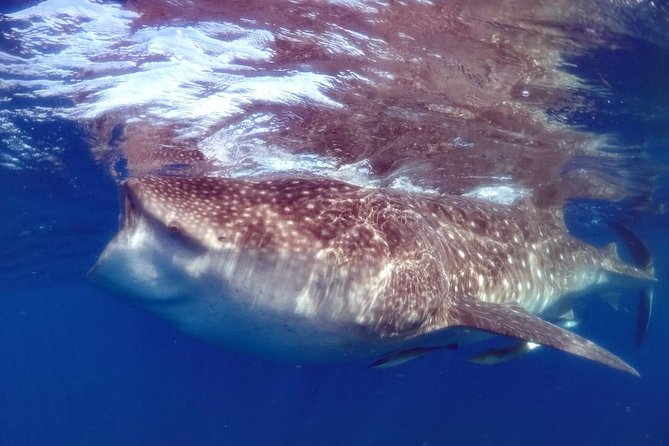 Private Whale Shark Ecofriendly Tour From Cancun - Tour Details
