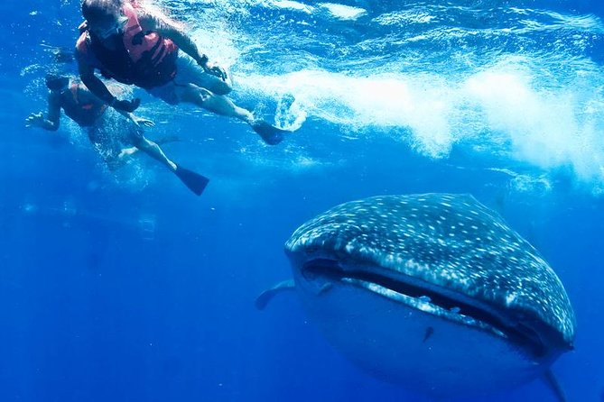 Private Whale Shark Ecofriendly Tour From Cancun - Whale Shark Information