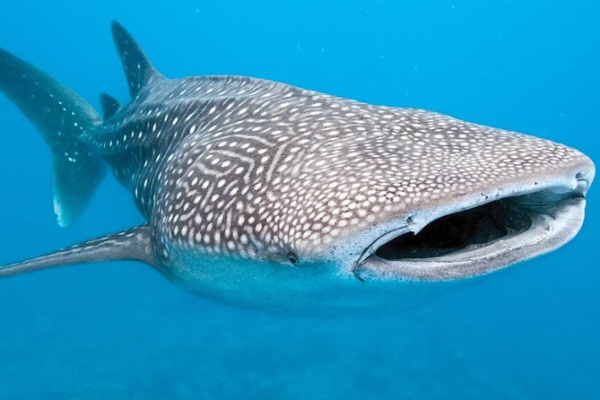 Private Whale Shark Ecofriendly Tour From Cancun - Snorkeling Experience