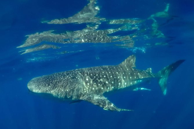 Private Whale Shark Ecofriendly Tour From Cancun - Health and Safety