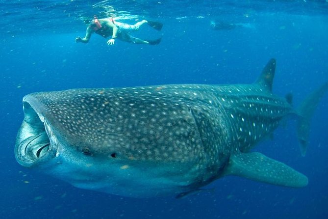 Private Whale Shark Ecofriendly Tour From Cancun - Booking Process