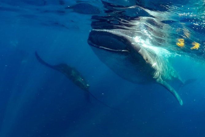Private Whale Shark Ecofriendly Tour From Cancun - Cancellation Policy