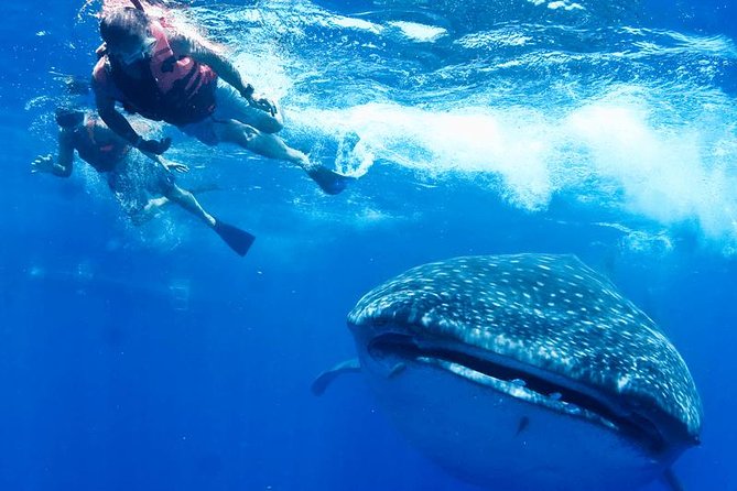 Private Whale Shark Ecofriendly Tour From Riviera Maya - Inclusions