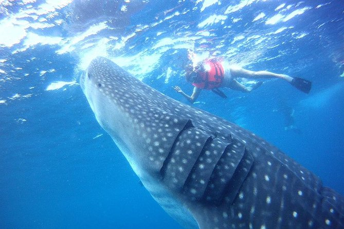 Private Whale Shark Ecofriendly Tour From Riviera Maya - Pickup and Schedule