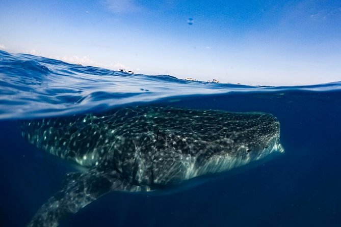 Private Whale Shark Ecofriendly Tour From Riviera Maya - Health and Safety Measures