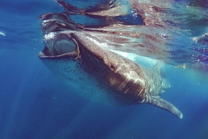 Private Whale Shark Ecofriendly Tour From Riviera Maya - Pricing and Reviews