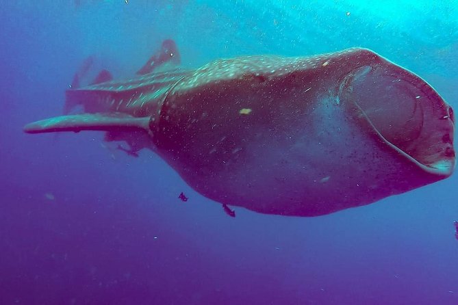 Private Whale Shark Ecofriendly Tour From Riviera Maya - Whale Shark Biology and Behaviors