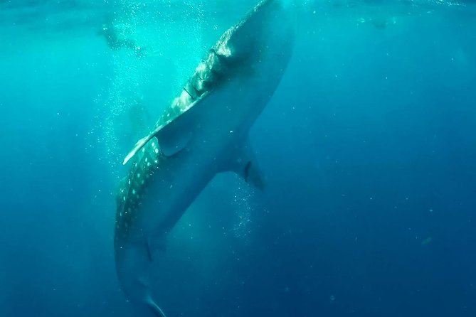 Private Whale Shark Ecofriendly Tour From Riviera Maya - Sustainability and Eco-Friendliness