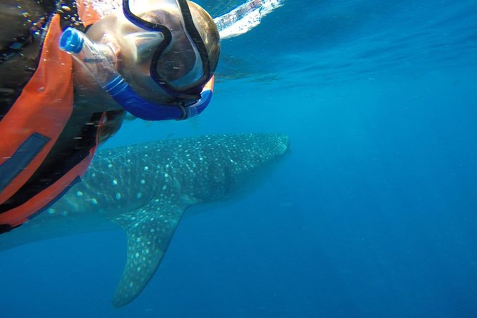 Private Whale Shark Tour From Cancun - Pickup Information