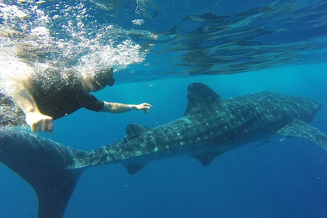 Private Whale Shark Tour From Cancun - Tour Highlights