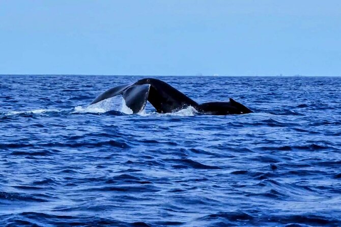 Private Whale Watching Adventure - Refreshments and Amenities