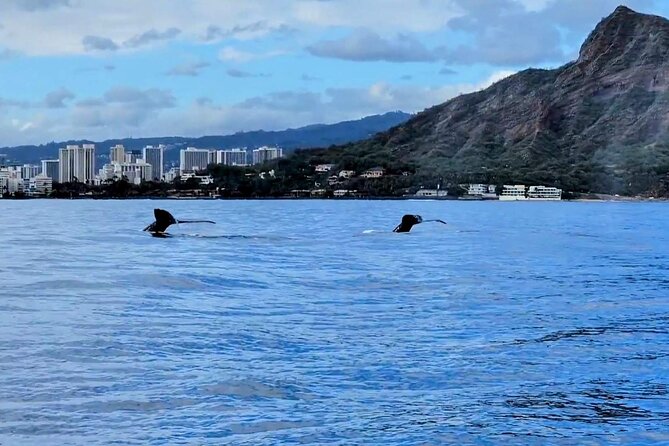 Private Whale Watching Adventure - Meeting Point and Arrival