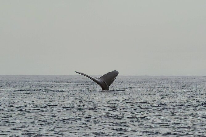 Private Whale Watching Adventure - Reviews and Recognition
