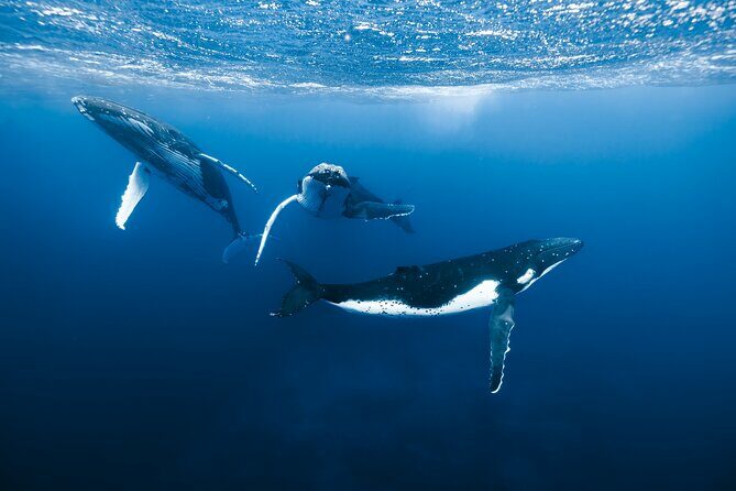 Private Whale Watching Adventure in Mo'orea - Key Points
