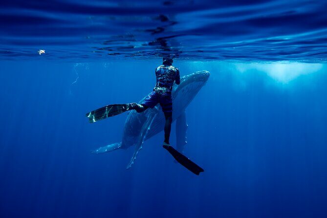 Private Whale Watching Adventure in Mo'orea - How It Compares to Other Experiences