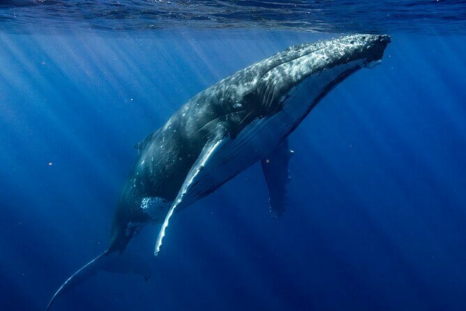 Private Whale Watching Adventure in Mo'orea - The Sum Up