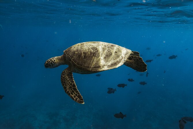 Private Whale Watching and Coastal Swimming Tour Honolulu - Pricing and Booking Details