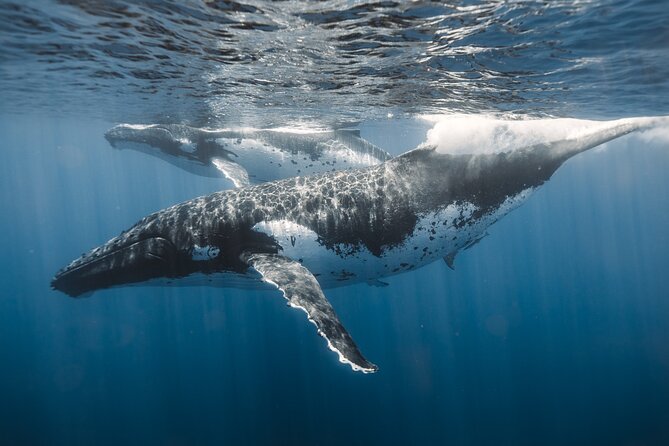 Private Whale Watching and Coastal Swimming Tour Honolulu - Cancellation and Confirmation