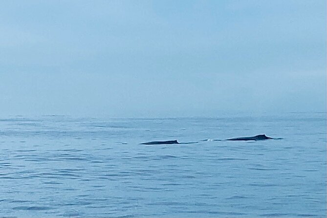 Private Whale Watching and Dolphin Excursion - Meeting and Pickup Information