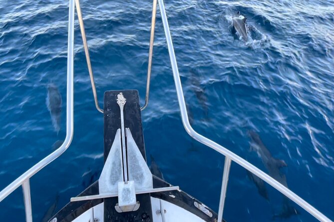 Private Whale Watching and Dolphin Excursion - Reviews and Feedback
